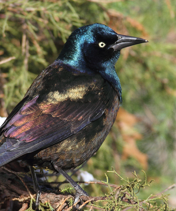 Bronzed Grackle. The following images illustrate the striking plumage differences in ideal light. Note the distinctive blue iridescence on the head and the strong bronze coloration on the back and underparts. These bronzy areas are consistently bronze-colored and do not generally appear rainbow-colored as in Purple Grackle. Bronzed Grackle. The following images illustrate the striking plumage differences in ideal light. Note the distinctive blue iridescence on the head and the strong bronze coloration on the back and underparts. These bronzy areas are consistently bronze-colored and do not generally appear rainbow-colored as in Purple Grackle.
