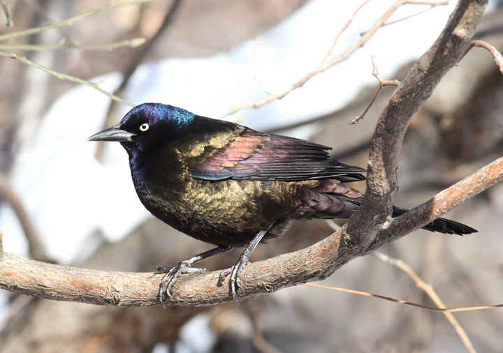 Bronzed Grackle. The following images illustrate the striking plumage differences in ideal light. Note the distinctive blue iridescence on the head and the strong bronze coloration on the back and underparts. These bronzy areas are consistently bronze-colored and do not generally appear rainbow-colored as in Purple Grackle. Bronzed Grackle. The following images illustrate the striking plumage differences in ideal light. Note the distinctive blue iridescence on the head and the strong bronze coloration on the back and underparts. These bronzy areas are consistently bronze-colored and do not generally appear rainbow-colored as in Purple Grackle.