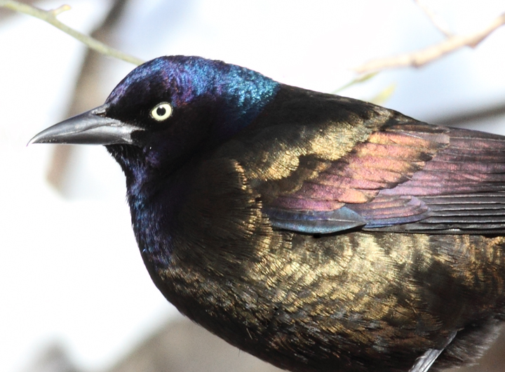 Bronzed Grackle. The following images illustrate the striking plumage differences in ideal light. Note the distinctive blue iridescence on the head and the strong bronze coloration on the back and underparts. These bronzy areas are consistently bronze-colored and do not generally appear rainbow-colored as in Purple Grackle. Bronzed Grackle. The following images illustrate the striking plumage differences in ideal light. Note the distinctive blue iridescence on the head and the strong bronze coloration on the back and underparts. These bronzy areas are consistently bronze-colored and do not generally appear rainbow-colored as in Purple Grackle.
