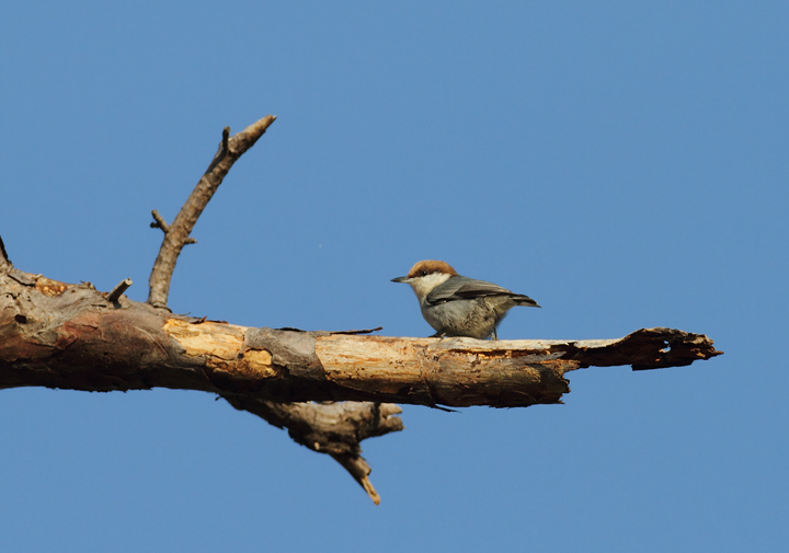 A Brown-headed Nuthatch at Eastern Neck NWR, Kent Co., Maryland (11/8/2009). A Brown-headed Nuthatch at Eastern Neck NWR, Kent Co., Maryland (11/8/2009).