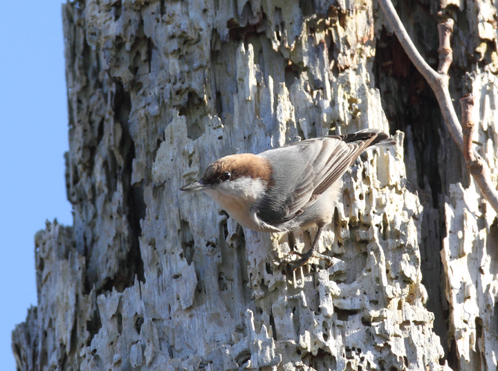 A Brown-headed Nuthatch at Fairmount WMA, Maryland (12/29/2009). A Brown-headed Nuthatch at Fairmount WMA, Maryland (12/29/2009).
