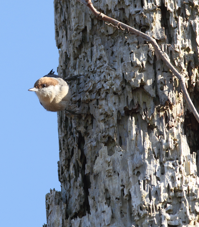 A Brown-headed Nuthatch at Fairmount WMA, Maryland (12/29/2009). A Brown-headed Nuthatch at Fairmount WMA, Maryland (12/29/2009).