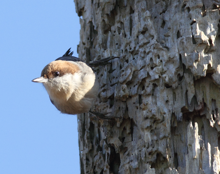 A Brown-headed Nuthatch at Fairmount WMA, Maryland (12/29/2009). A Brown-headed Nuthatch at Fairmount WMA, Maryland (12/29/2009).