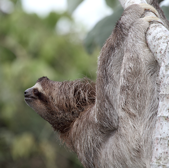 A Brown-throated Three-toed Sloth lounging around at Canopy Tower, Panama (July 2010). Photo by Bill Hubick.