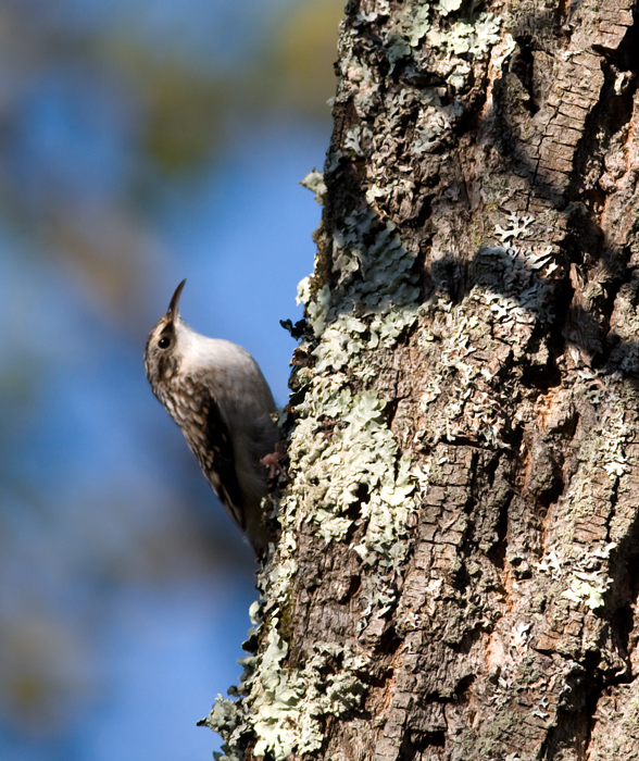 A Brown Creeper on Sideling Hill, Washington Co., Maryland (10/3/2009). A Brown Creeper on Sideling Hill, Washington Co., Maryland (10/3/2009).