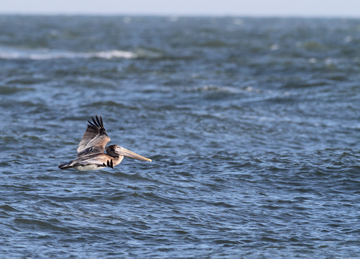 A Brown Pelican at the Ocean City Inlet, Maryland (11/29/2009). A Brown Pelican at the Ocean City Inlet, Maryland (11/29/2009).
