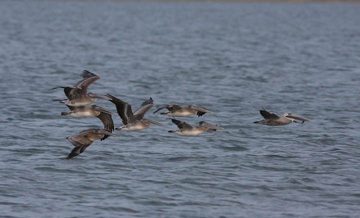 Brown Pelicans commuting past Bayside Assateague, Maryland (9/26/2009). Brown Pelicans commuting past Bayside Assateague, Maryland (9/26/2009).