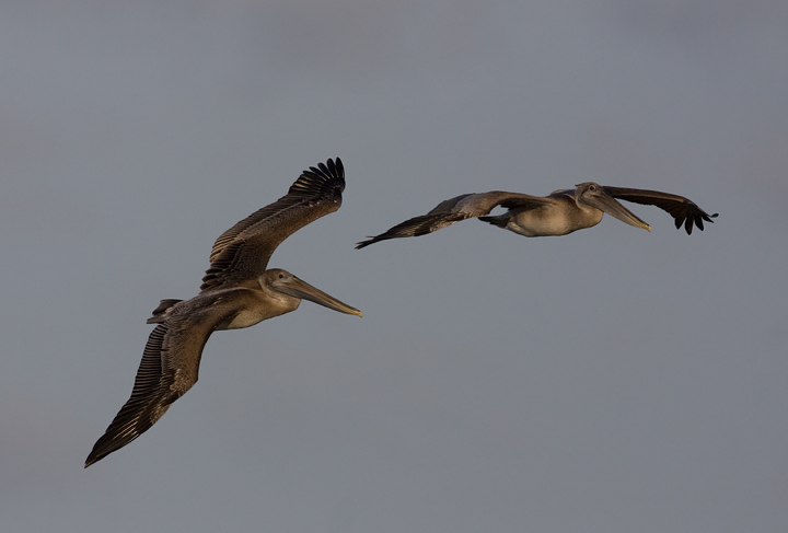 Brown Pelicans commuting past Bayside Assateague, Maryland (9/26/2009). Brown Pelicans commuting past Bayside Assateague, Maryland (9/26/2009).