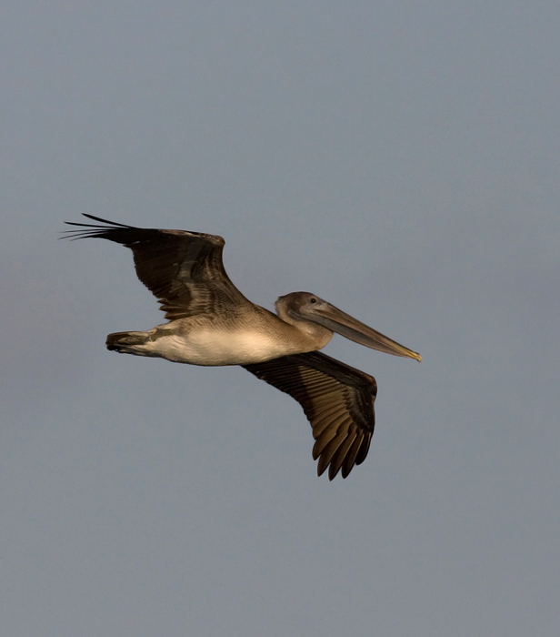 Brown Pelicans commuting past Bayside Assateague, Maryland (9/26/2009). Brown Pelicans commuting past Bayside Assateague, Maryland (9/26/2009).