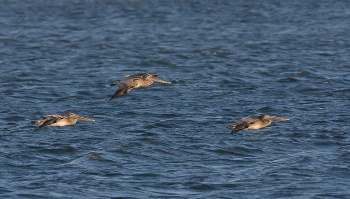 Brown Pelicans commuting past Bayside Assateague, Maryland (9/26/2009). Brown Pelicans commuting past Bayside Assateague, Maryland (9/26/2009).