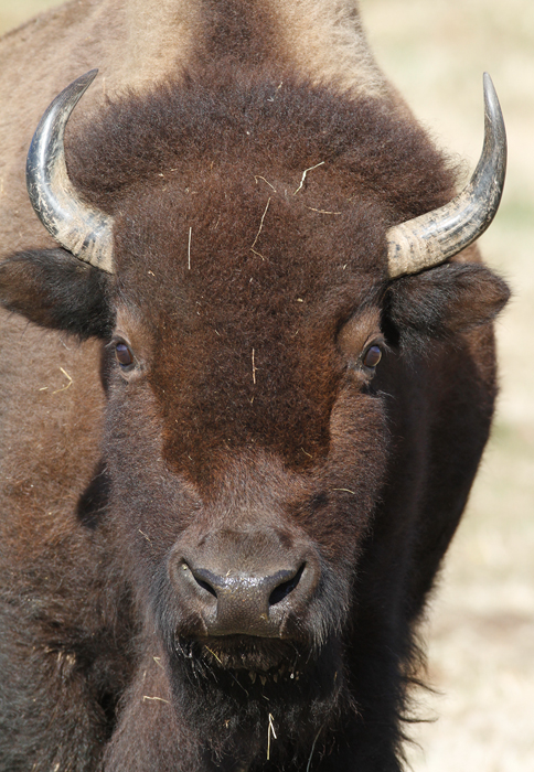A domestic buffalo in St. Mary's Co., Maryland (1/3/2010). Photo by Bill Hubick. A domestic buffalo in St. Mary's Co., Maryland (1/3/2010). Photo by Bill Hubick.
