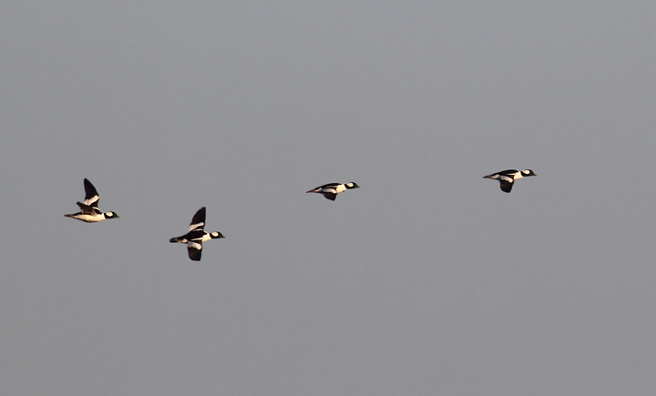 Buffleheads in flight just after dawn at Eastern Neck NWR, Maryland (11/22/2009). Buffleheads in flight just after dawn at Eastern Neck NWR, Maryland (11/22/2009).