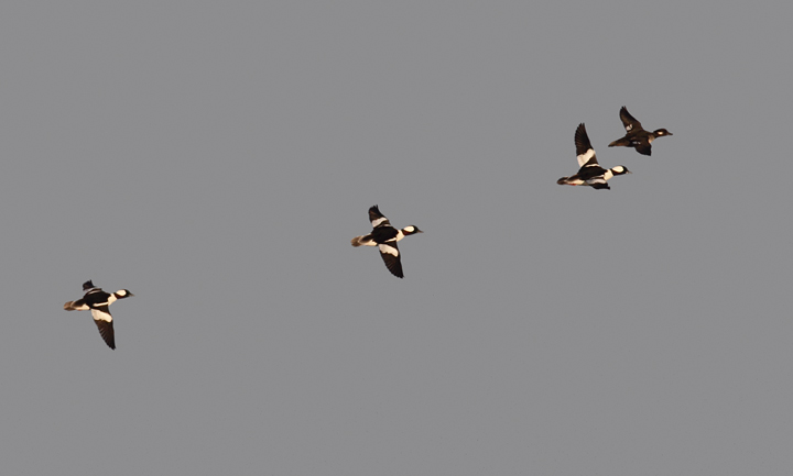 Buffleheads in flight just after dawn at Eastern Neck NWR, Maryland (11/22/2009). Buffleheads in flight just after dawn at Eastern Neck NWR, Maryland (11/22/2009).