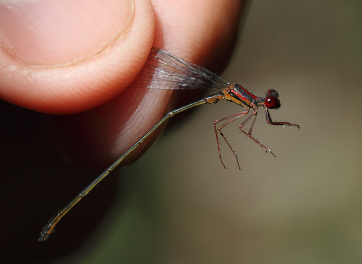 A rare and local species in Maryland, the Burgundy Bluet (Caroline Co., Maryland, 6/27/2010). A rare and local species in Maryland, the Burgundy Bluet (Caroline Co., Maryland, 6/27/2010). Photo by Bill Hubick.