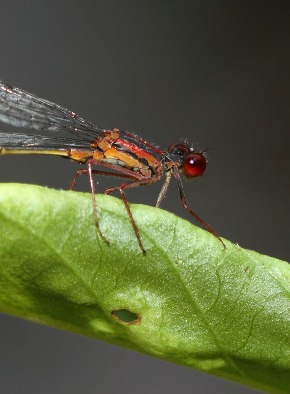 A rare and local species in Maryland, the Burgundy Bluet (Caroline Co., Maryland, 6/27/2010). Photo by Bill Hubick.