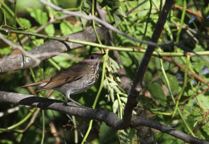 A Gray-cheeked Thrush, probably <em>C. M. minimus</em>, exhibiting plumage on the extreme end for warm, rufous coloration for Gray-cheeked Thrush - Point Lookout SP, Maryland (10/2/2010). This individual demonstrates the need for extreme care in identifying Bicknell's Thrush, especially via plumage details. Differences in voice, although subtle as well, are more reliable. Details that support the ID as Gray-cheeked include the following: Primary projection beyond tertials is greater than the extension of tertials beyond coverts (ratio should be opposite in Bicknell's); subtleties in structure (should be shorter-winged, rounder-headed); apparent ashy cast to the back. Michael O'Brien noted that the primary spacing seems to be in the intermediate zone between Gray-cheeked and Bicknell's and that the warm tones in the tail seem outside the range of our (<em>alicae</em>) Gray-cheekeds. Many thanks to Paul and Michael O'Brien for weighing in on this bird. Photo by Bill Hubick.