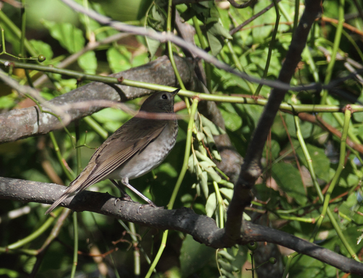 A Gray-cheeked Thrush, probably <em>C. M. minimus</em>, exhibiting plumage on the extreme end for warm, rufous coloration for Gray-cheeked Thrush - Point Lookout SP, Maryland (10/2/2010). This individual demonstrates the need for extreme care in identifying Bicknell's Thrush, especially via plumage details. Differences in voice, although subtle as well, are more reliable. Details that support the ID as Gray-cheeked include the following: Primary projection beyond tertials is greater than the extension of tertials beyond coverts (ratio should be opposite in Bicknell's); subtleties in structure (should be shorter-winged, rounder-headed); apparent ashy cast to the back. Michael O'Brien noted that the primary spacing seems to be in the intermediate zone between Gray-cheeked and Bicknell's and that the warm tones in the tail seem outside the range of our (<em>alicae</em>) Gray-cheekeds. Many thanks to Paul and Michael O'Brien for weighing in on this bird. Photo by Bill Hubick.
