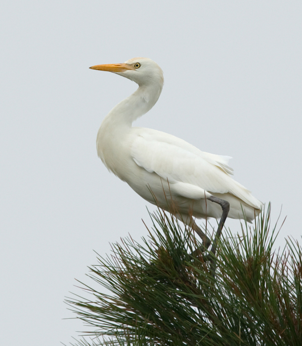 A Cattle Egret on Assateague Island, Maryland (9/25/2009). A Cattle Egret on Assateague Island, Maryland (9/25/2009).