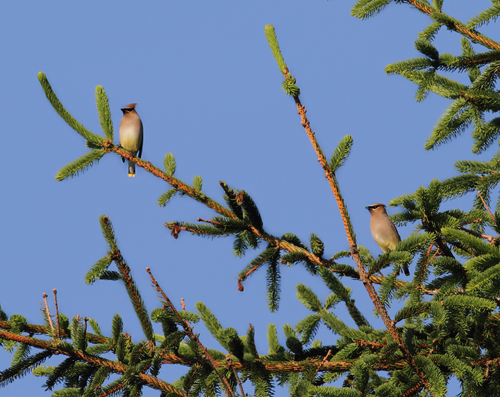 A pair of Cedar Waxwings at Finzel Swamp (5/30/2010). Photo by Bill Hubick.
