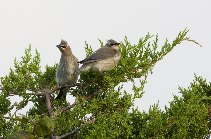 Juvenile Cedar Waxwings Juvenile Cedar Waxwings