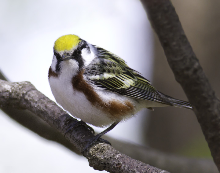 A stunning adult male Chestnut-sided Warbler in Green Ridge State Forest, Maryland (4/30/2011). A stunning adult male Chestnut-sided Warbler in Green Ridge State Forest, Maryland (4/30/2011). Photo by Bill Hubick.