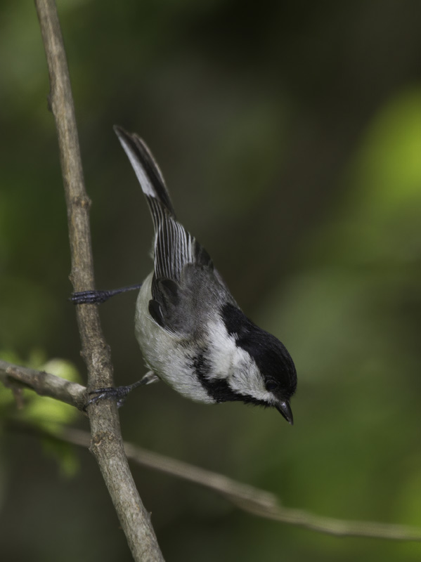 A freaky intergrade chickadee in western Washington Co., Maryland (6/4/2011). Note the messy bib, long tail, and white secondary edges that suggest Black-capped Chickadee, but the lack of white in the coverts and dirty white cheeks that are more supportive of Carolina. Its voice was intermediate in quality, tending more toward Black-capped. Photo by Bill Hubick.