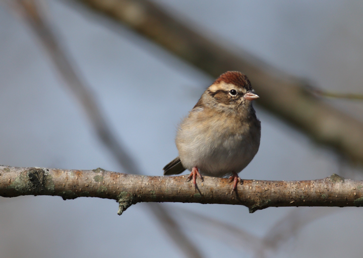 A Chipping Sparrow at Pocomoke Sound WMA, Somerset Co., Maryland (10/25/2009). A Chipping Sparrow at Pocomoke Sound WMA, Somerset Co., Maryland (10/25/2009).