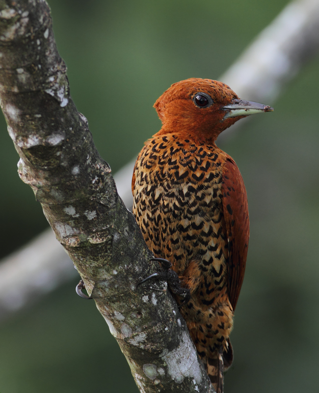 A Cinnamon Woodpecker forages in a cecropia at dawn. The field guide illustrations simply don't do these guys justice. Photo by Bill Hubick.