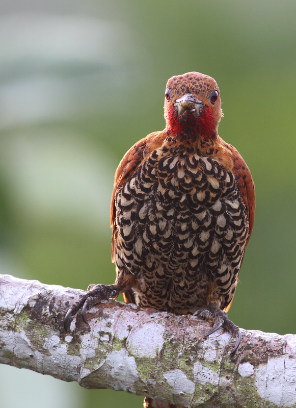 A Cinnamon Woodpecker forages in a cecropia at dawn. The field guide illustrations simply don't do these guys justice. Photo by Bill Hubick.