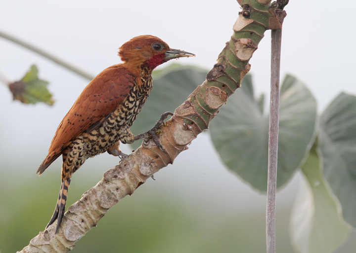 A Cinnamon Woodpecker forages in a cecropia at dawn. The field guide illustrations simply don't do these guys justice. Photo by Bill Hubick.