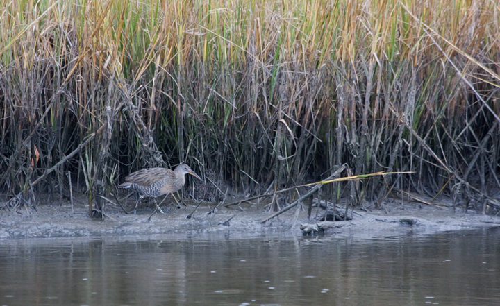 A Clapper Rail forages along the marsh edge on Assateague Island, Maryland (9/25/2009). A Clapper Rail forages along the marsh edge on Assateague Island, Maryland (9/25/2009).