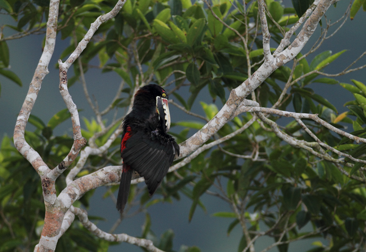 Collared Aracaris were wonderfully common throughout our trip. You'll see more of these guys as I post updates. Photo by Bill Hubick.