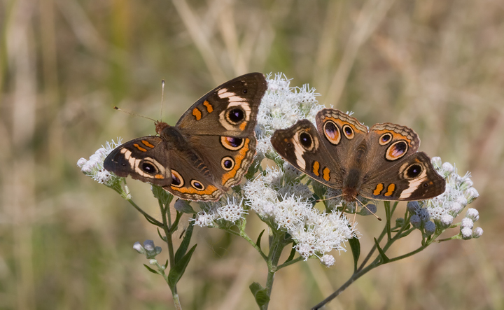 Common Buckeyes pose at Eastern Neck NWR, Kent Co., Maryland (10/1/2009). Common Buckeyes pose at Eastern Neck NWR, Kent Co., Maryland (10/1/2009).