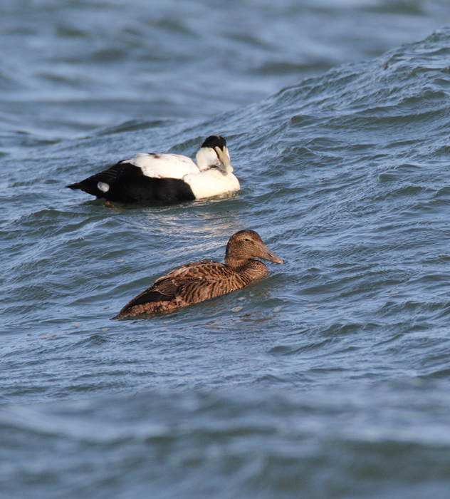 Common Eiders were unusually cooperative at the Ocean City Inlet today, with four individuals hanging out in the surf around the north jetty (11/7/2009). These were easily my best views of the species in Maryland, which is at the southernmost part of the species' winter range. The exceptional views of adult males were particularly cool. One female was accidentally caught by local fishermen, and Jim Brighton helped rescue the bird. He removed the hook, untangled the wing from the line, and carefully placed her in the surf - after a quick study and a photo or two, of course. Common Eiders were unusually cooperative at the Ocean City Inlet today, with four individuals hanging out in the surf around the north jetty (11/7/2009). These were easily my best views of the species in Maryland, which is at the southernmost part of the species' winter range. The exceptional views of adult males were particularly cool. One female was accidentally caught by local fishermen, and Jim Brighton helped rescue the bird. He removed the hook, untangled the wing from the line, and carefully placed her in the surf - after a quick study and a photo or two, of course.
