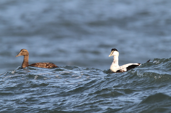Common Eiders were unusually cooperative at the Ocean City Inlet today, with four individuals hanging out in the surf around the north jetty (11/7/2009). These were easily my best views of the species in Maryland, which is at the southernmost part of the species' winter range. The exceptional views of adult males were particularly cool. One female was accidentally caught by local fishermen, and Jim Brighton helped rescue the bird. He removed the hook, untangled the wing from the line, and carefully placed her in the surf - after a quick study and a photo or two, of course. Common Eiders were unusually cooperative at the Ocean City Inlet today, with four individuals hanging out in the surf around the north jetty (11/7/2009). These were easily my best views of the species in Maryland, which is at the southernmost part of the species' winter range. The exceptional views of adult males were particularly cool. One female was accidentally caught by local fishermen, and Jim Brighton helped rescue the bird. He removed the hook, untangled the wing from the line, and carefully placed her in the surf - after a quick study and a photo or two, of course.