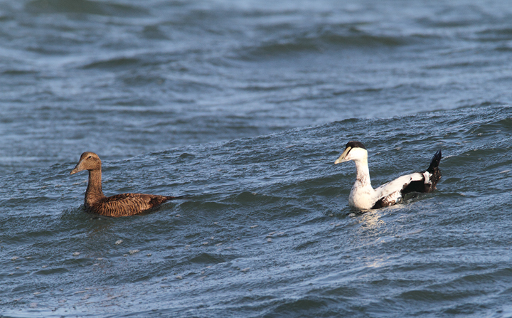 Common Eiders were unusually cooperative at the Ocean City Inlet today, with four individuals hanging out in the surf around the north jetty (11/7/2009). These were easily my best views of the species in Maryland, which is at the southernmost part of the species' winter range. The exceptional views of adult males were particularly cool. One female was accidentally caught by local fishermen, and Jim Brighton helped rescue the bird. He removed the hook, untangled the wing from the line, and carefully placed her in the surf - after a quick study and a photo or two, of course. Common Eiders were unusually cooperative at the Ocean City Inlet today, with four individuals hanging out in the surf around the north jetty (11/7/2009). These were easily my best views of the species in Maryland, which is at the southernmost part of the species' winter range. The exceptional views of adult males were particularly cool. One female was accidentally caught by local fishermen, and Jim Brighton helped rescue the bird. He removed the hook, untangled the wing from the line, and carefully placed her in the surf - after a quick study and a photo or two, of course.