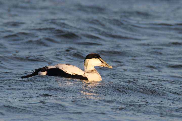 Common Eiders were unusually cooperative at the Ocean City Inlet today, with four individuals hanging out in the surf around the north jetty (11/7/2009). These were easily my best views of the species in Maryland, which is at the southernmost part of the species' winter range. The exceptional views of adult males were particularly cool. One female was accidentally caught by local fishermen, and Jim Brighton helped rescue the bird. He removed the hook, untangled the wing from the line, and carefully placed her in the surf - after a quick study and a photo or two, of course. Common Eiders were unusually cooperative at the Ocean City Inlet today, with four individuals hanging out in the surf around the north jetty (11/7/2009). These were easily my best views of the species in Maryland, which is at the southernmost part of the species' winter range. The exceptional views of adult males were particularly cool. One female was accidentally caught by local fishermen, and Jim Brighton helped rescue the bird. He removed the hook, untangled the wing from the line, and carefully placed her in the surf - after a quick study and a photo or two, of course.