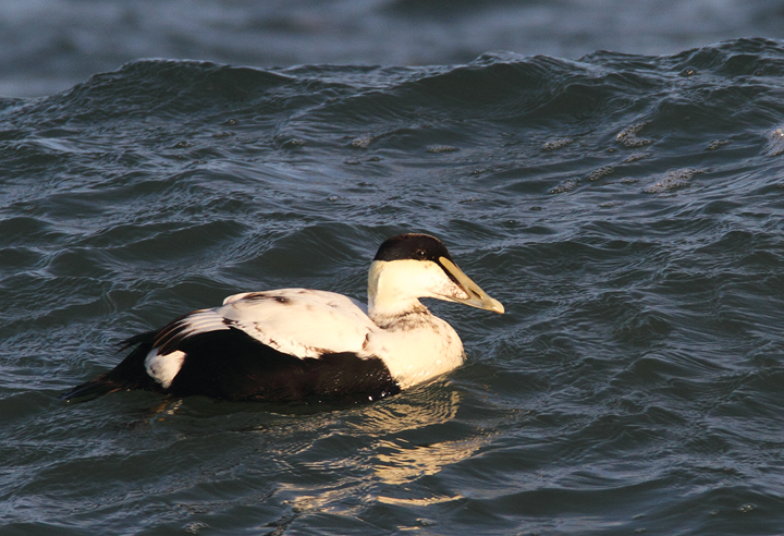 Common Eiders were unusually cooperative at the Ocean City Inlet today, with four individuals hanging out in the surf around the north jetty (11/7/2009). These were easily my best views of the species in Maryland, which is at the southernmost part of the species' winter range. The exceptional views of adult males were particularly cool. One female was accidentally caught by local fishermen, and Jim Brighton helped rescue the bird. He removed the hook, untangled the wing from the line, and carefully placed her in the surf - after a quick study and a photo or two, of course. Common Eiders were unusually cooperative at the Ocean City Inlet today, with four individuals hanging out in the surf around the north jetty (11/7/2009). These were easily my best views of the species in Maryland, which is at the southernmost part of the species' winter range. The exceptional views of adult males were particularly cool. One female was accidentally caught by local fishermen, and Jim Brighton helped rescue the bird. He removed the hook, untangled the wing from the line, and carefully placed her in the surf - after a quick study and a photo or two, of course.