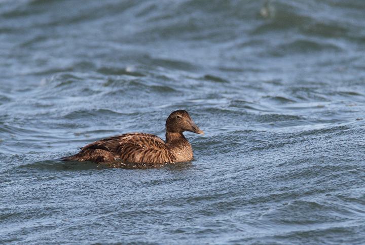 Common Eiders were unusually cooperative at the Ocean City Inlet today, with four individuals hanging out in the surf around the north jetty (11/7/2009). These were easily my best views of the species in Maryland, which is at the southernmost part of the species' winter range. The exceptional views of adult males were particularly cool. One female was accidentally caught by local fishermen, and Jim Brighton helped rescue the bird. He removed the hook, untangled the wing from the line, and carefully placed her in the surf - after a quick study and a photo or two, of course. Common Eiders were unusually cooperative at the Ocean City Inlet today, with four individuals hanging out in the surf around the north jetty (11/7/2009). These were easily my best views of the species in Maryland, which is at the southernmost part of the species' winter range. The exceptional views of adult males were particularly cool. One female was accidentally caught by local fishermen, and Jim Brighton helped rescue the bird. He removed the hook, untangled the wing from the line, and carefully placed her in the surf - after a quick study and a photo or two, of course.