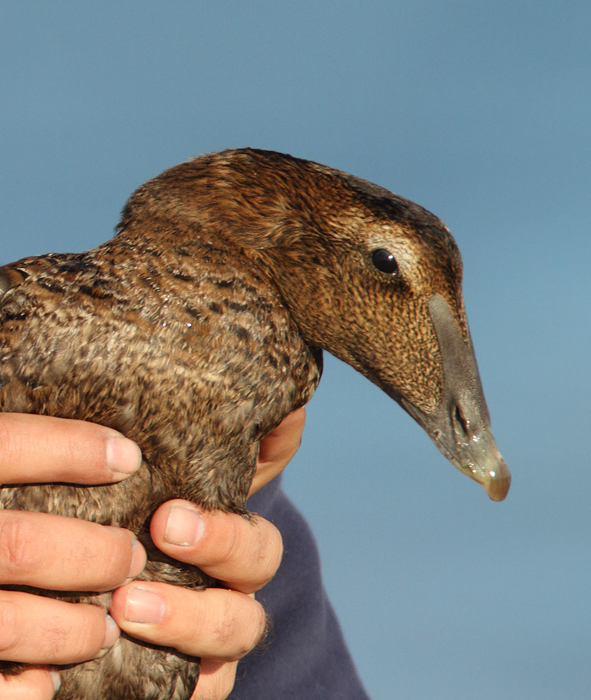 Common Eiders were unusually cooperative at the Ocean City Inlet today, with four individuals hanging out in the surf around the north jetty (11/7/2009). These were easily my best views of the species in Maryland, which is at the southernmost part of the species' winter range. The exceptional views of adult males were particularly cool. One female was accidentally caught by local fishermen, and Jim Brighton helped rescue the bird. He removed the hook, untangled the wing from the line, and carefully placed her in the surf - after a quick study and a photo or two, of course. Common Eiders were unusually cooperative at the Ocean City Inlet today, with four individuals hanging out in the surf around the north jetty (11/7/2009). These were easily my best views of the species in Maryland, which is at the southernmost part of the species' winter range. The exceptional views of adult males were particularly cool. One female was accidentally caught by local fishermen, and Jim Brighton helped rescue the bird. He removed the hook, untangled the wing from the line, and carefully placed her in the surf - after a quick study and a photo or two, of course.