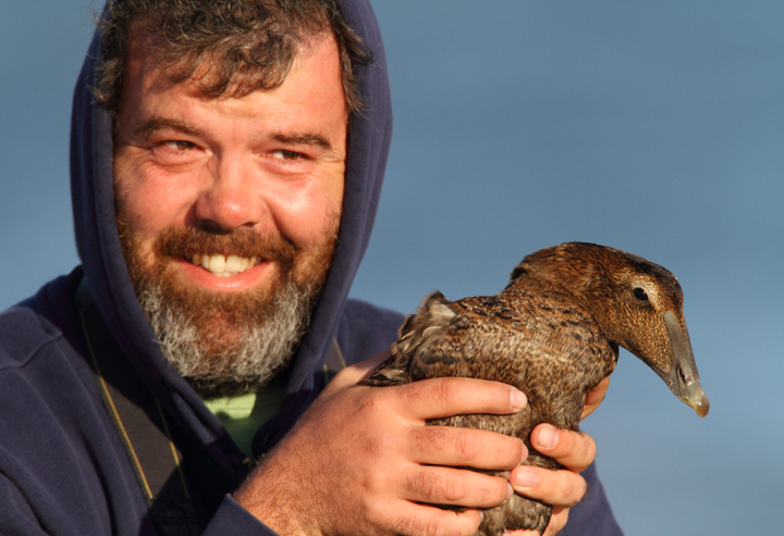 Common Eiders were unusually cooperative at the Ocean City Inlet today, with four individuals hanging out in the surf around the north jetty (11/7/2009). These were easily my best views of the species in Maryland, which is at the southernmost part of the species' winter range. The exceptional views of adult males were particularly cool. One female was accidentally caught by local fishermen, and Jim Brighton helped rescue the bird. He removed the hook, untangled the wing from the line, and carefully placed her in the surf - after a quick study and a photo or two, of course. Common Eiders were unusually cooperative at the Ocean City Inlet today, with four individuals hanging out in the surf around the north jetty (11/7/2009). These were easily my best views of the species in Maryland, which is at the southernmost part of the species' winter range. The exceptional views of adult males were particularly cool. One female was accidentally caught by local fishermen, and Jim Brighton helped rescue the bird. He removed the hook, untangled the wing from the line, and carefully placed her in the surf - after a quick study and a photo or two, of course.