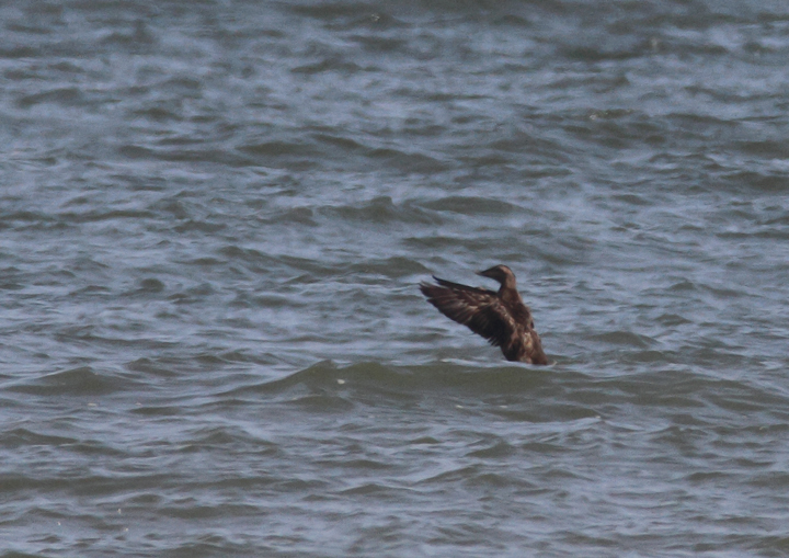 Distant documentation photos of a female Common Eider at Point Lookout SP, Maryland (12/6/2009). This species is very rare away from Worcester Co. in Maryland. Interestingly, King Eider is generally the much more likely eider to be found on the Bay. Found by Joe Hanfman on 11/29/2009. Distant documentation photos of a female Common Eider at Point Lookout SP, Maryland (12/6/2009). This species is very rare away from Worcester Co. in Maryland. Interestingly, King Eider is generally the much more likely eider to be found on the Bay. Found by Joe Hanfman on 11/29/2009.