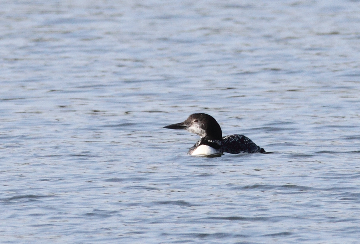 Common Loons at Bogle's Wharf, Eastern Neck NWR, Maryland (11/8/2009). Common Loons at Bogle's Wharf, Eastern Neck NWR, Maryland (11/8/2009).