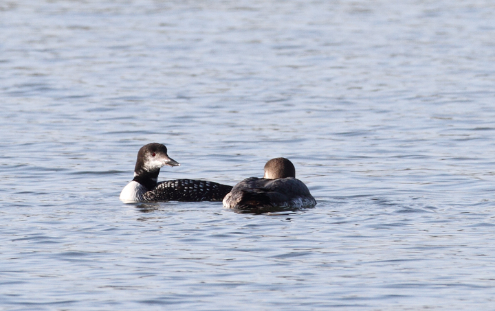 Common Loons at Bogle's Wharf, Eastern Neck NWR, Maryland (11/8/2009). Common Loons at Bogle's Wharf, Eastern Neck NWR, Maryland (11/8/2009).