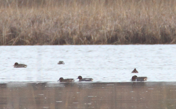 The highlight of the weekend was a drake Common Teal, the Eurasian counterpart to Green-winged Teal, amidst nearly 600 Green-winged Teal at Truitt's Landing, Maryland (1/24/2010). This is a very
rare visitor to the state, with seven or so other reports (some pending review) in the last 10 years. Found by Dan Small and me, it was an exciting first in the U.S. for both of us. Click to view the slightly larger, full-size image The highlight of the weekend was a drake Common Teal, the Eurasian counterpart to Green-winged Teal, amidst nearly 600 Green-winged Teal at Truitt's Landing, Maryland (1/24/2010). This is a very
rare visitor to the state, with seven or so other reports (some pending review) in the last 10 years. Found by Dan Small and me, it was an exciting first in the U.S. for both of us. Click to view the slightly larger, full-size image Photo by Bill Hubick.