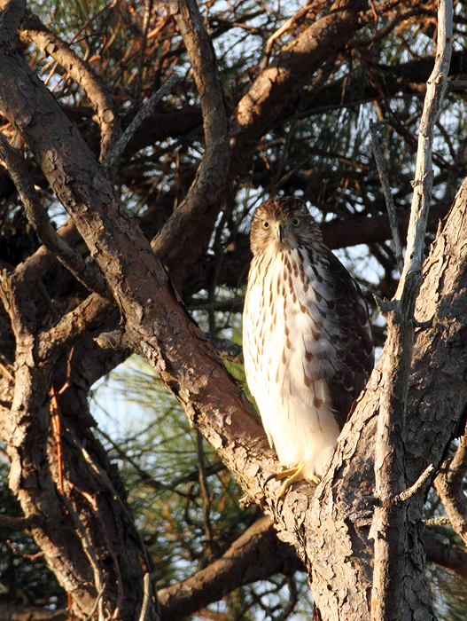 A Cooper's Hawk prowling the Bayside Campground on Assateague Island, Maryland (11/7/2009). A Cooper's Hawk prowling the Bayside Campground on Assateague Island, Maryland (11/7/2009).