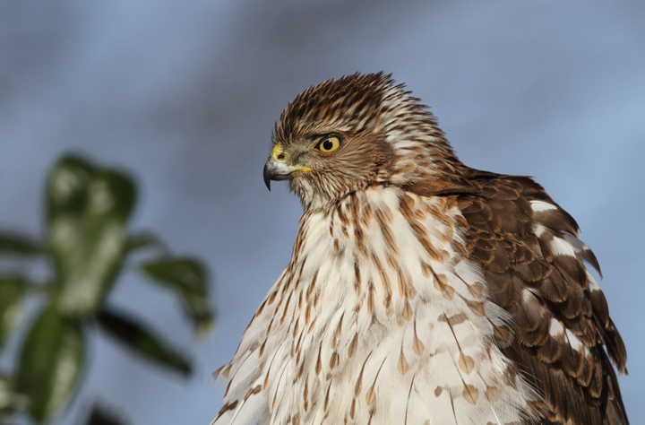 An immature Cooper's Hawk made an attack run on our feeders and then hung out for 30 minutes preening and hunting. It was an immensely enjoyable opportunity to study this beautiful raptor from so close. (Pasadena, Maryland, 2/7/2010). Photo by Bill Hubick. An immature Cooper's Hawk made an attack run on our feeders and then hung out for 30 minutes preening and hunting. It was an immensely enjoyable opportunity to study this beautiful raptor from so close. (Pasadena, Maryland, 2/7/2010). Photo by Bill Hubick.