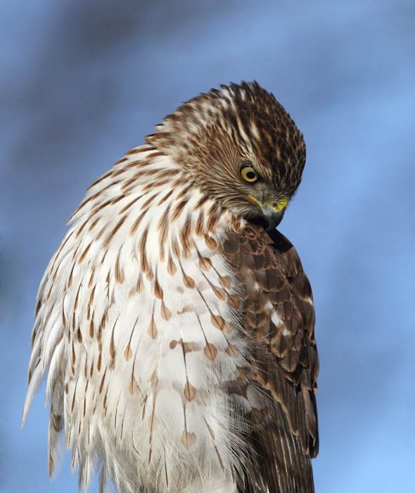 An immature Cooper's Hawk made an attack run on our feeders and then hung out for 30 minutes preening and hunting. It was an immensely enjoyable opportunity to study this beautiful raptor from so close. (Pasadena, Maryland, 2/7/2010). Photo by Bill Hubick. An immature Cooper's Hawk made an attack run on our feeders and then hung out for 30 minutes preening and hunting. It was an immensely enjoyable opportunity to study this beautiful raptor from so close. (Pasadena, Maryland, 2/7/2010). Photo by Bill Hubick.