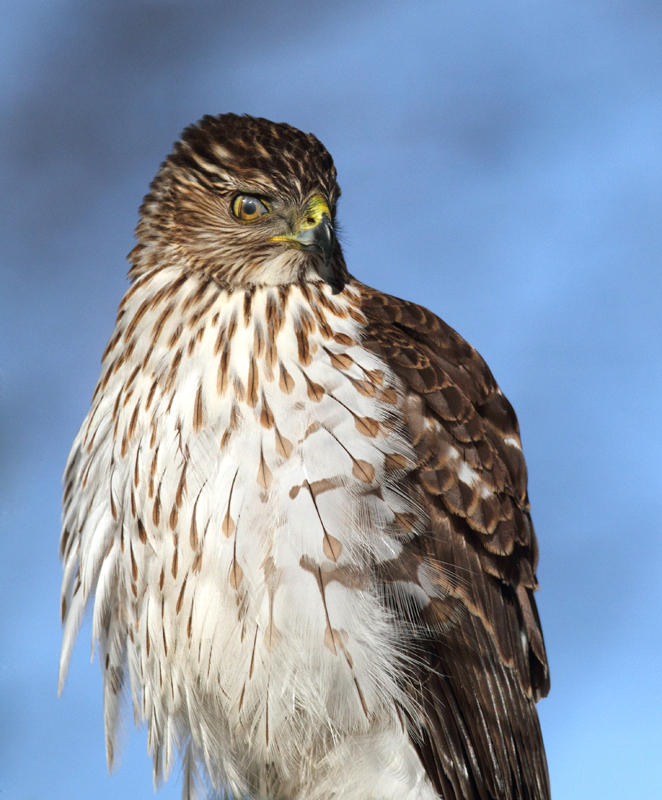 An immature Cooper's Hawk made an attack run on our feeders and then hung out for 30 minutes preening and hunting. It was an immensely enjoyable opportunity to study this beautiful raptor from so close. (Pasadena, Maryland, 2/7/2010). Photo by Bill Hubick. An immature Cooper's Hawk made an attack run on our feeders and then hung out for 30 minutes preening and hunting. It was an immensely enjoyable opportunity to study this beautiful raptor from so close. (Pasadena, Maryland, 2/7/2010). Photo by Bill Hubick.