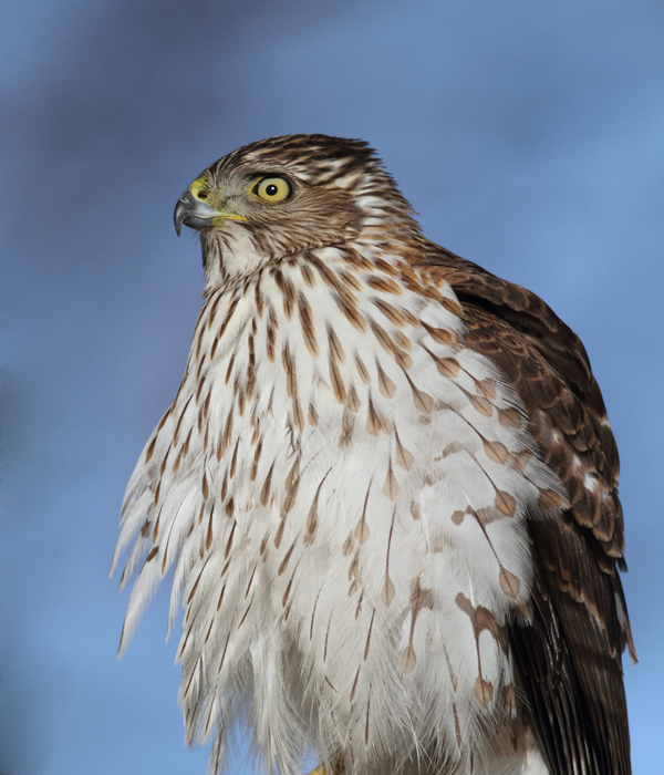 An immature Cooper's Hawk made an attack run on our feeders and then hung out for 30 minutes preening and hunting. It was an immensely enjoyable opportunity to study this beautiful raptor from so close. (Pasadena, Maryland, 2/7/2010). Photo by Bill Hubick. An immature Cooper's Hawk made an attack run on our feeders and then hung out for 30 minutes preening and hunting. It was an immensely enjoyable opportunity to study this beautiful raptor from so close. (Pasadena, Maryland, 2/7/2010). Photo by Bill Hubick.